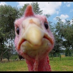 Meet your Posher, Hudson